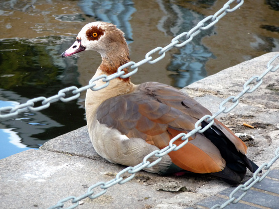 HFF From an Egyptian goose