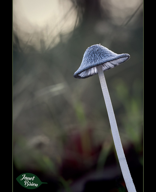 117/336: Magical Fuzzy Mushroom