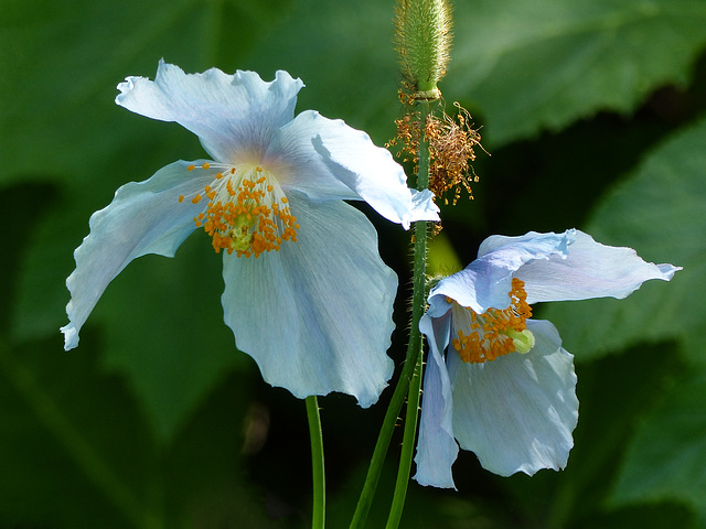 Himalayan Blue Poppies