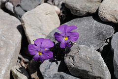 Viola calcarata, Violaceae, Alpes FR