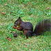 Schwarzes Eichhörnchen  in unserem Garten  -  PIP's