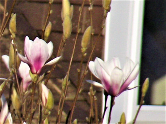 Magnolias are so pretty