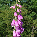 Foxglove ( Digitalis purpurea) Goathland North Yorkshire 9th July 2005