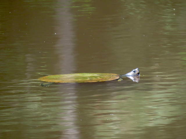 Spiny soft shell turtle