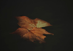 flottent les feuilles d' automne .......