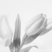 Oriental Lily Buds Monochrome Topaz Filter 092816-001