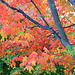 Fall Color Tapestry
