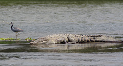 Tricolored heron and american crocodile