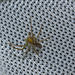 Spider IMG_5068