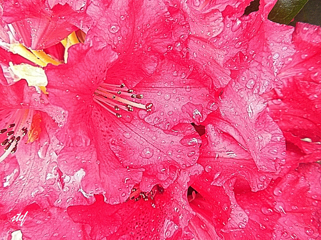 drops on pink