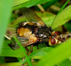 Parasitic Fly. Tachina fera