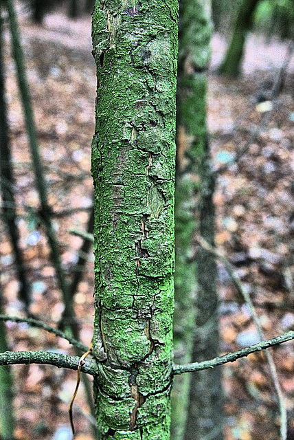 Trees. Hues And Texture