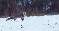 renard****Fox