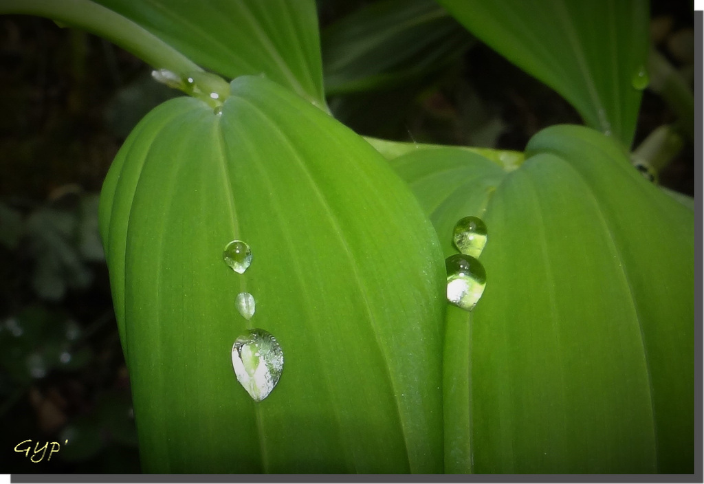 Perles de pluie ...