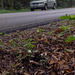 Triphora trianthophorus (Three-birds orchid) roadside setting