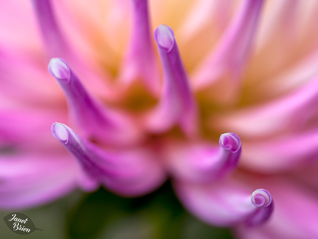 Pictures for Pam, Day 27: Dahlia Details