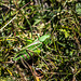 sauterelle femelle  - dectique verrucivore ou sauterelle à sabre