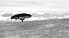 Lonely tree, Almodôvar