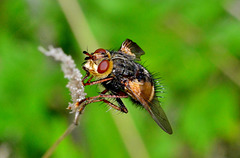 Parasitic Fly. Tachina fera