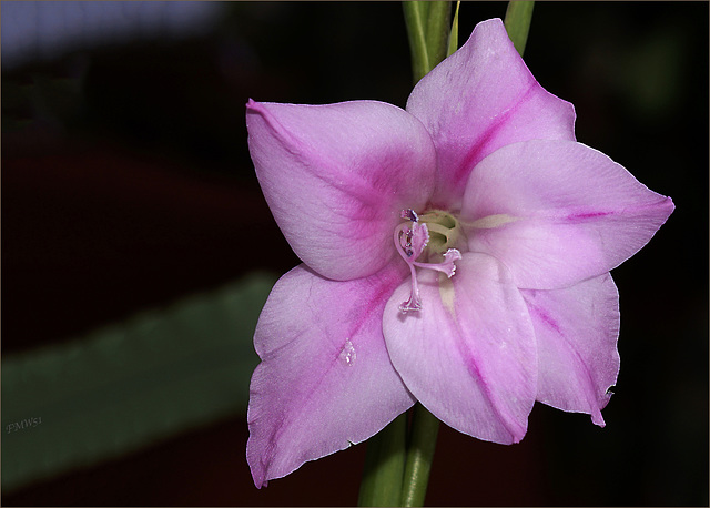 Blüte einer Mini-Gladiole
