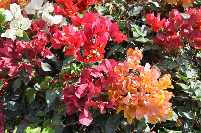 Lima, Flowers in the Garden of Larco Museum