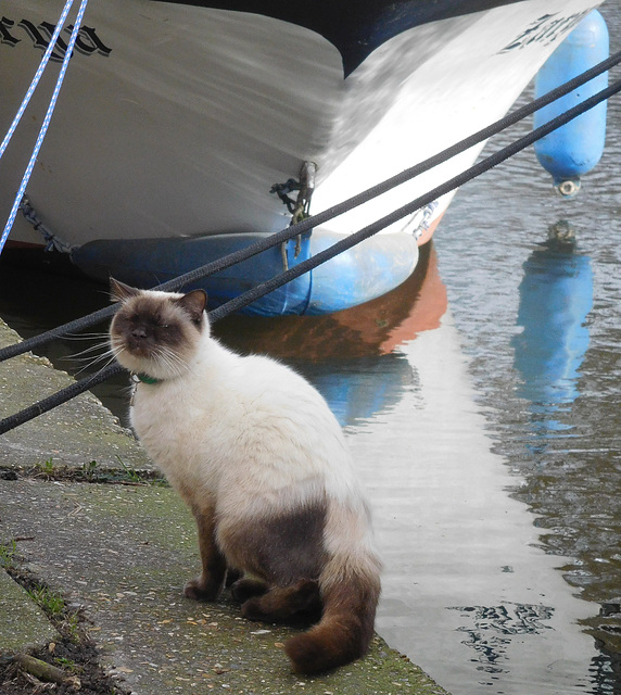 Cat by a canal