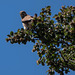 faucon crécerelle - col de Chironne - Vercors