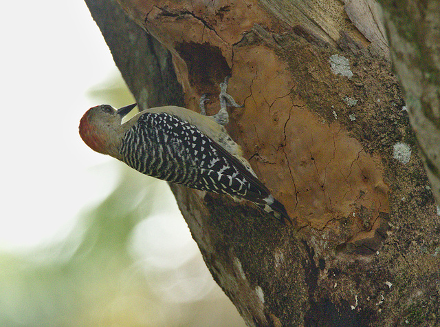 EF7A4882 Woodpecker