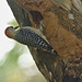 EF7A4882 Woodpecker
