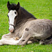 Shire horse foal