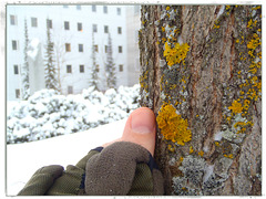 Size of the lichen