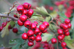 rouge - red - Poirettes ... | Fruits de l'Aubépine monogyne