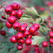 rouge - red - Poirettes ... | Fruits de l'Aubépine monogyne