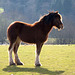 Shire horse33