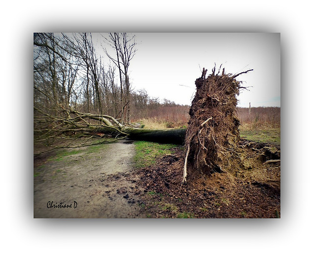 L'arbre tombé ... ***  The fallen tree ...