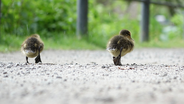 two chick two chick