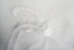 Owl tracks in the snow