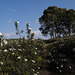 Cistus ladanifer and Eucalyptus, Penedos