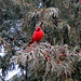 Cardinal in our cedar