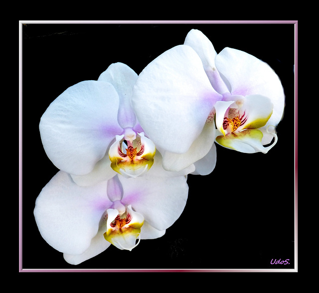 White Orchids... ©UdoSm