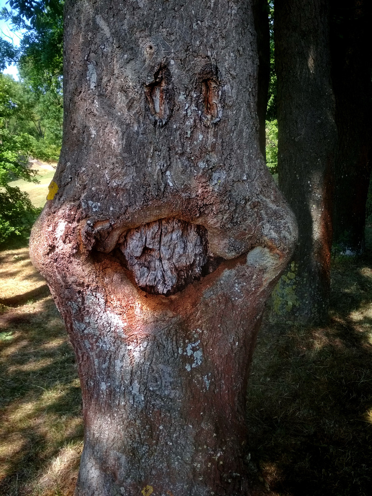 Baum-Pareidolie