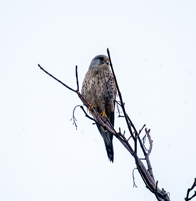 Ipernity: Kestrel - By Maeluk