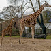 Mother and baby rothschild 's giraffe