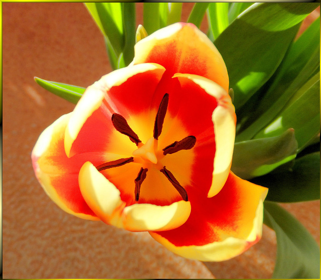 Tulip in the light of spring... ©UdoSm
