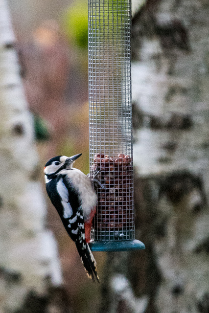 Roosting overnight on the feeder guarantees you are first in the queue in the morning!