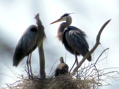 Blue Herons 0n nest