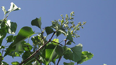 My lilac tree is starting to flower again!!!!
