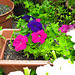 The petunias are coming along