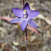 Thelymitra nuda (Plain Sun Orchid)