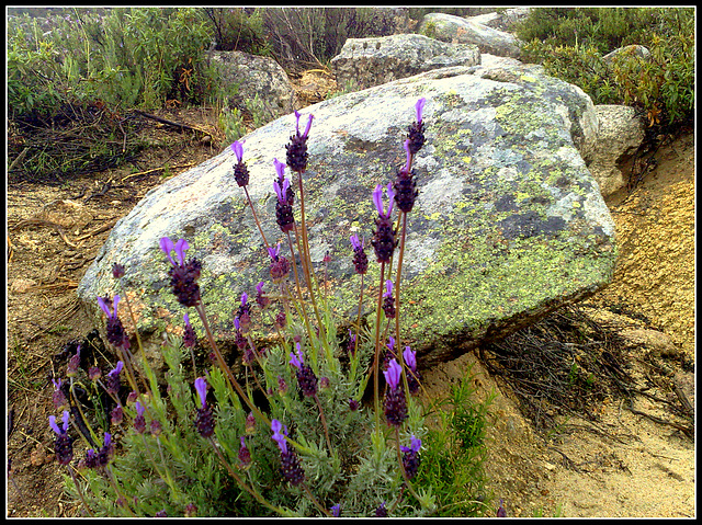 Spanish Lavender and granite